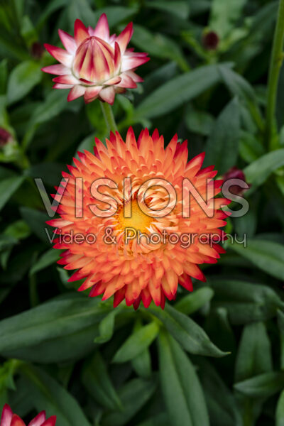 Bracteantha Granvia Orange Flame