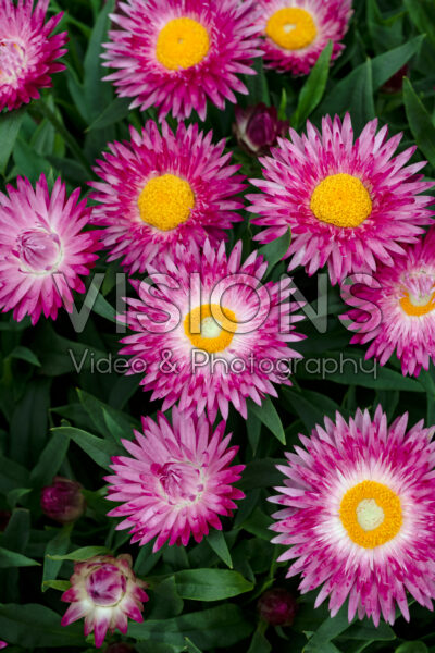 Bracteantha SunBrero Pink