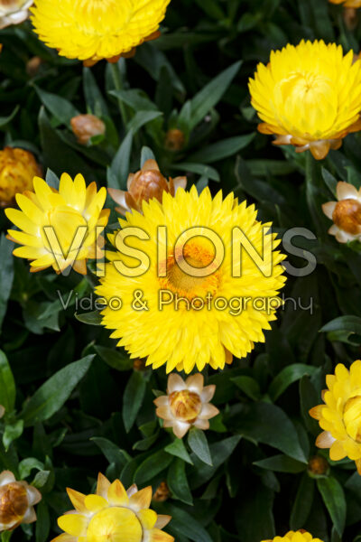 Bracteantha SunBrero Yellow