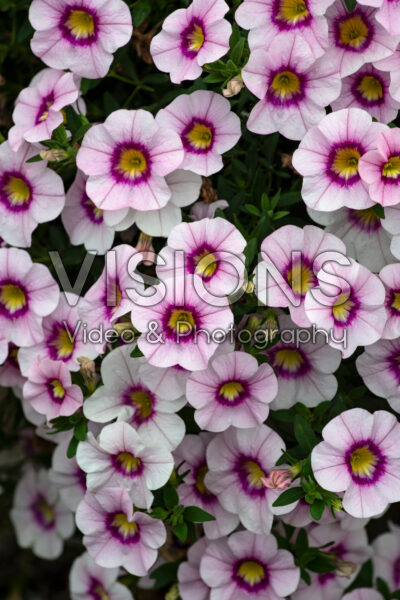 Calibrachoa Bloomtastic Rose Quartz