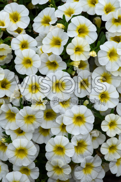 Calibrachoa Bloomtastic Sunshine