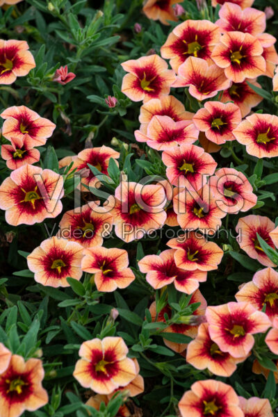 Calibrachoa Bumble Bee Orange 