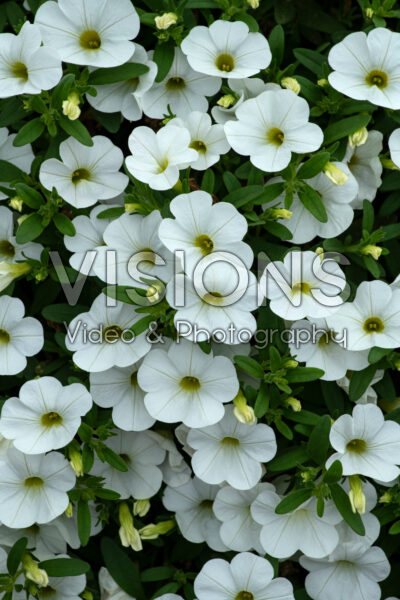 Calibrachoa Cabaret® Bright White Improved