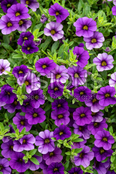 Calibrachoa Cabaret Deep Blue