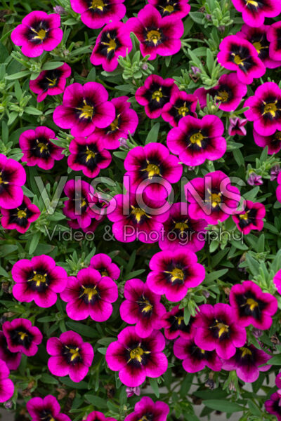 Calibrachoa Cabaret® Good Night Kiss Calibrachoa Cabaret® Good Night Kiss