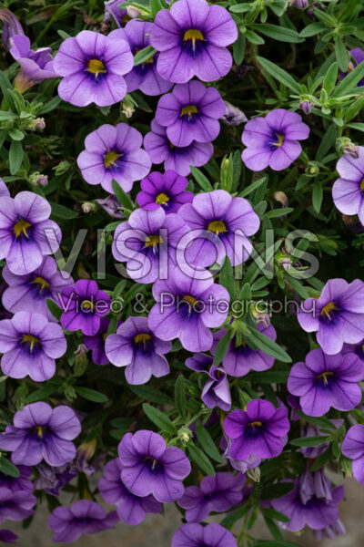 Calibrachoa Cabaret® Lavender 