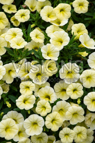 Calibrachoa Cabaret® Lemon Yellow 