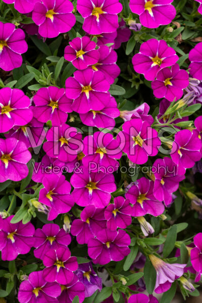 Calibrachoa Cabaret® Pink Star Improved Calibrachoa Cabaret® Pink Star Improved
