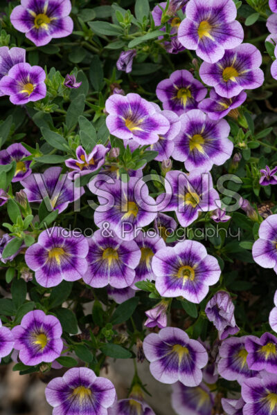 Calibrachoa Caliloco® Dreamland 