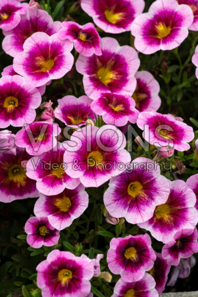Calibrachoa Caliloco® Frankenberry