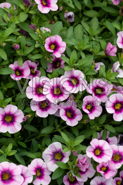 Calibrachoa Caliloco® Illusion