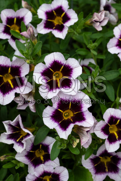 Calibrachoa Calitastic Bordeaux Star  