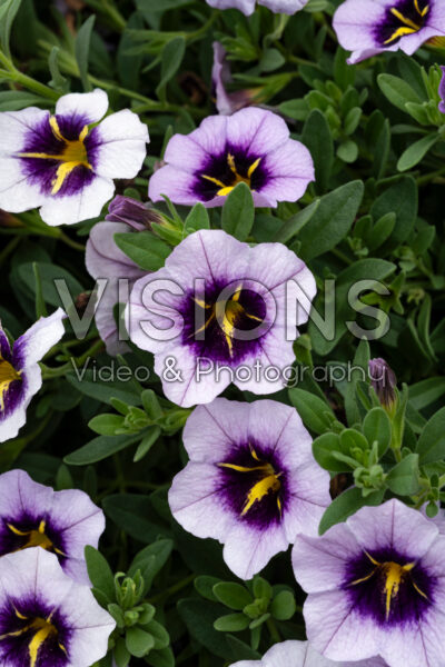 Calibrachoa Callie Blueberry Spark