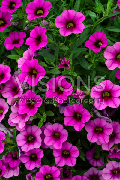 Calibrachoa Callie Hot Pink Calibrachoa Callie Hot Pink