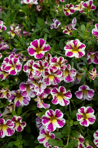 Calibrachoa Candy Shop™ Bag of Tricks