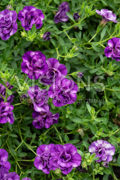 Calibrachoa MiniFamous® Evo Double Blue