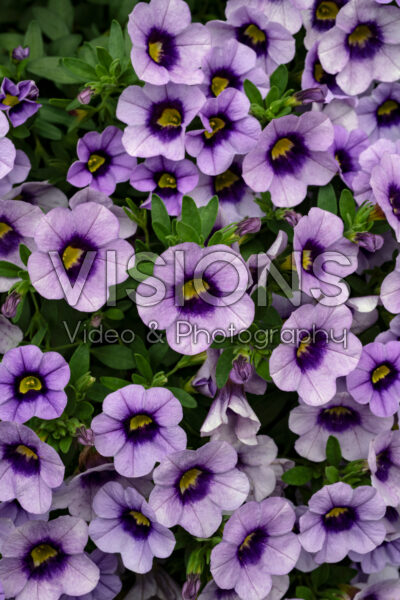 Calibrachoa Eyecatcher Blue 