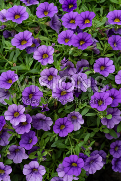 Calibrachoa MiniFamous® Neo Blue