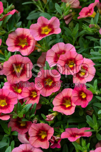 Calibrachoa MiniFamous® Neo Coral Flash