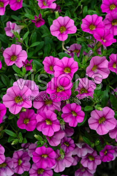 Calibrachoa MiniFamous® Neo Pink Calibrachoa MiniFamous® Neo Pink