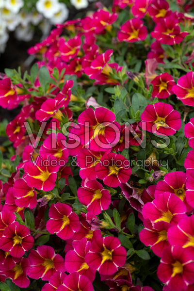 Calibrachoa MiniFamous® Neo Red Hawaii