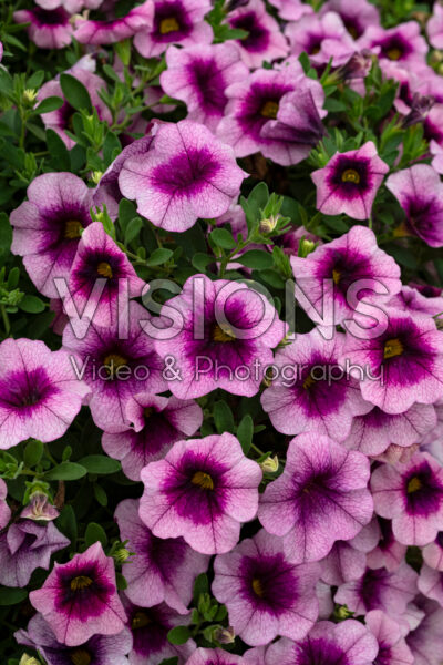Calibrachoa MiniFamous® Neo Rose Flash