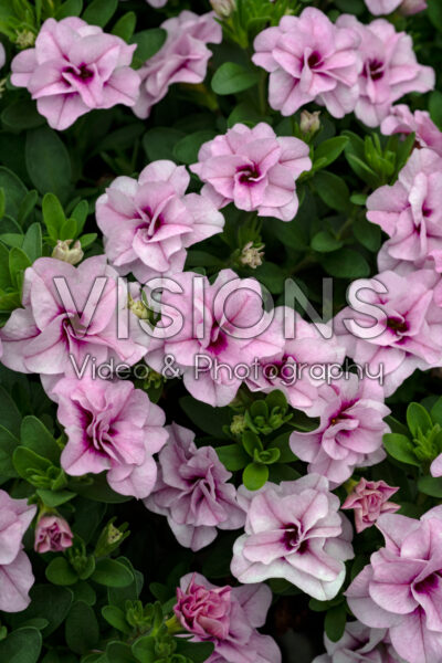 Calibrachoa MiniFamous® Uno Double Light Pink Calibrachoa MiniFamous® Uno Double Light Pink
