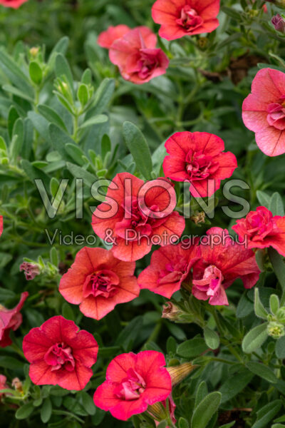 Calibrachoa MiniFamous® Uno Double Orange