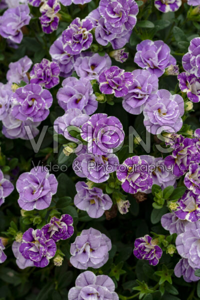 Calibrachoa MiniFamous® Uno Funtopia Blue