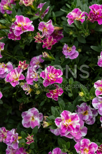 Calibrachoa MiniFamous® Uno Funtopia Pink