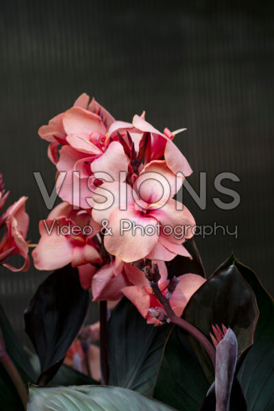 Canna Cannova Bronze Peach Canna Cannova Bronze Peach