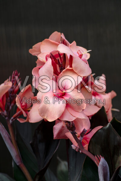 Canna Cannova Bronze Peach