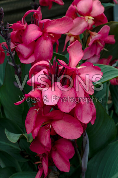 Canna Cannova Dark Rose Bud 