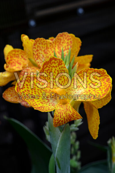 Canna Cannova Gold Leopard Canna Cannova Gold Leopard