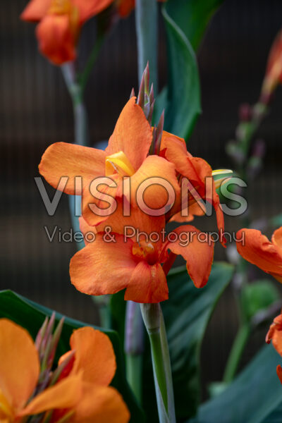 Canna Cannova Orange Shades