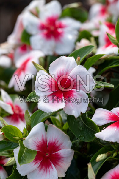 Catharanthus roseus Nirvana® XDR Apricot Splash