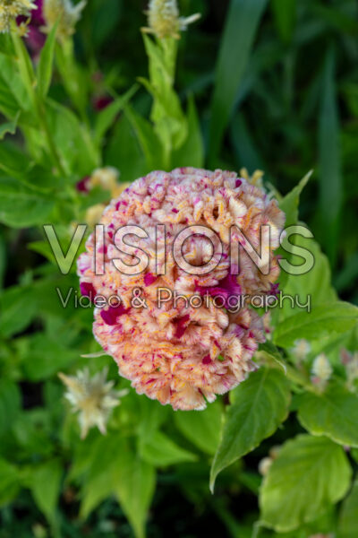 Celosia cristata bicolor