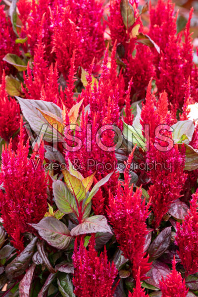 Celosia plumosa Burning Embers