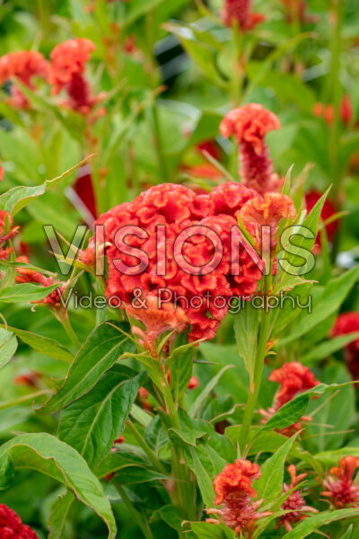 Celosia cristata Chief Persimmon Celosia cristata Chief Persimmon
