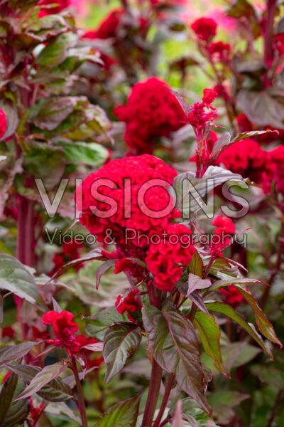 Celosia cristata Chief Red