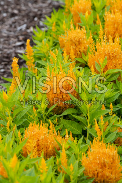 Celosia plumosa Flamma Golden