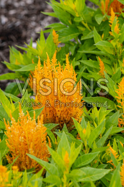 Celosia plumosa Flamma Golden Celosia plumosa Flamma Golden