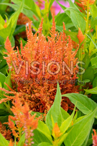 Celosia plumosa Flamma Orange 
