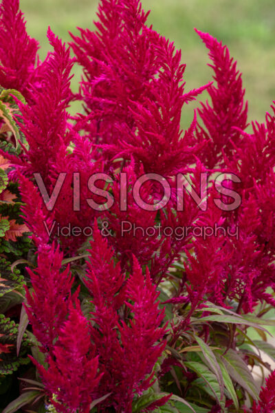 Celosia plumosa Flamma Rose