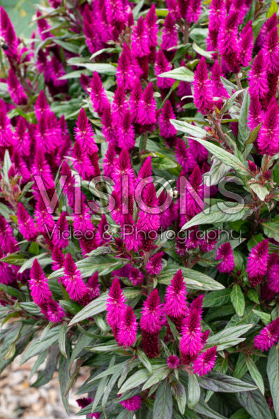 Celosia argentea Intenz Dark Purple