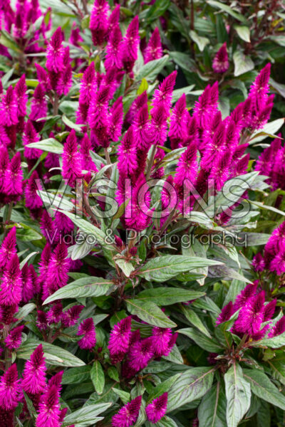 Celosia argentea Intenz Dark Purple