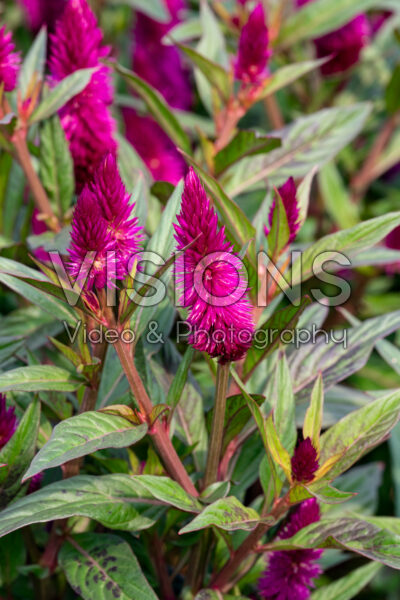 Celosia argentea Intenz Dark Purple Celosia argentea Intenz Dark Purple