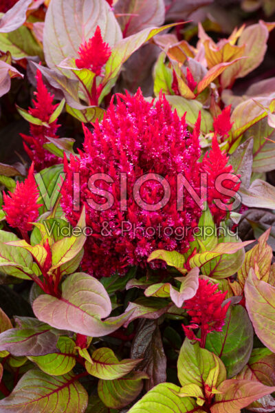 Celosia plumosa New Look