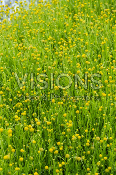 Cephalophora aromatica Pineapples