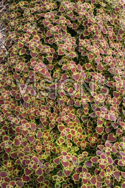 Coleus scutellarioides Bugundy Wedding Train